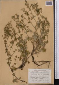 Лапчатка серебристая L., Средняя Азия и Казахстан, Северный и Центральный Тянь-Шань (M4) (Казахстан)