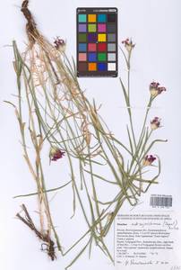 Гвоздика Андржейовского Zapal., Восточная Европа, Нижневолжский район (E9) (Россия)