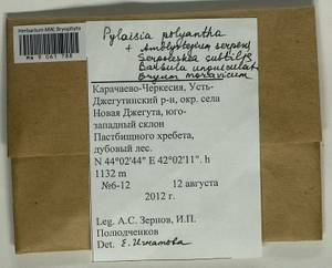 Barbula unguiculata Hedw., Гербарий мохообразных, Мхи - Северный Кавказ и Предкавказье (B12) (Россия)