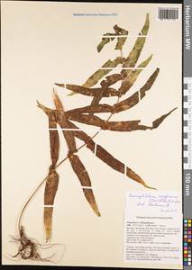 Goniophlebium mengtzeense (Christ) Rödl-Linder, Зарубежная Азия (ASIA) (Вьетнам)