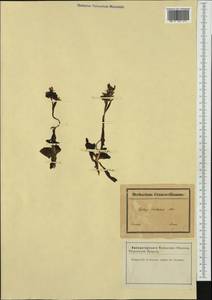 Ophrys bertolonii Moretti, Западная Европа (EUR) (Франция)