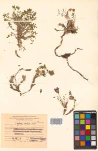 Остролодочник завернутый Ledeb., Сибирь, Чукотка и Камчатка (S7) (Россия)