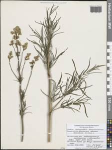 Василисник светлый, Василисник блестящий L., Восточная Европа, Центральный лесостепной район (E6) (Россия)