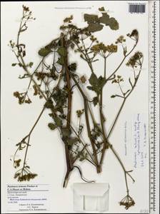 Pastinaca sativa var. sylvestris (Mill.) DC., Кавказ, Черноморское побережье (от Новороссийска до Адлера) (K3) (Россия)