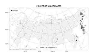 Potentilla vulcanicola, Лапчатка вулканическая Juz., Атлас флоры России (FLORUS) (Россия)