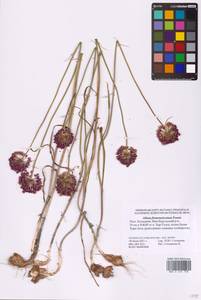 Лук черно-фиолетовый Boiss., Восточная Европа, Нижневолжский район (E9) (Россия)