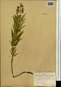 Иван-чай узколистный (L.) Scop., Монголия (MONG) (Монголия)