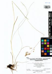 Poa pratensis subsp. pratensis, Сибирь, Прибайкалье и Забайкалье (S4) (Россия)