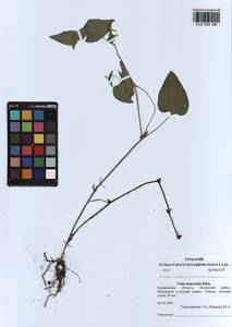 Viola canina subsp. ruppii (All.) Schübl. & G. Martens, Сибирь, Алтай и Саяны (S2) (Россия)