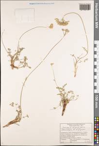 Semenovia dissectifolia Ukrainsk. & Kljuykov, Средняя Азия и Казахстан, Памир и Памиро-Алай (M2) (Таджикистан)