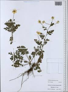 Tanacetum partheniifolium (Willd.) Sch. Bip., Средняя Азия и Казахстан, Западный Тянь-Шань и Каратау (M3) (Киргизия)