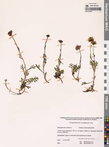 Chrysanthemum zawadzkii subsp. peleiolepis (Trautv.) Zuev, Сибирь, Чукотка и Камчатка (S7) (Россия)