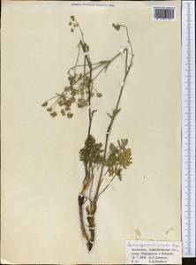 Бороздоплодник простой Rupr., Средняя Азия и Казахстан, Северный и Центральный Тянь-Шань (M4) (Казахстан)