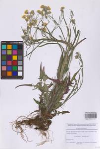 Скерда кровельная L., Восточная Европа, Московская область и Москва (E4a) (Россия)