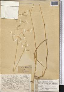 Овес, Средняя Азия и Казахстан, Памир и Памиро-Алай (M2) (Таджикистан)