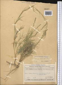 Прибрежница солончаковая (Gouan) Parl., Средняя Азия и Казахстан, Муюнкумы, Прибалхашье и Бетпак-Дала (M9) (Казахстан)