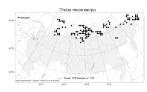 Draba macrocarpa, Крупка крупноплодная Adams, Атлас флоры России (FLORUS) (Россия)
