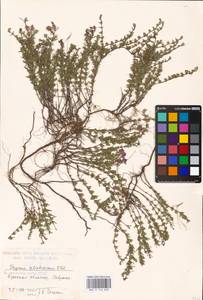 MHA 0 156 858, Тимьян Палласа, Чабрец Палласа Heinr.Braun, Восточная Европа, Южно-Украинский район (E12) (Украина)