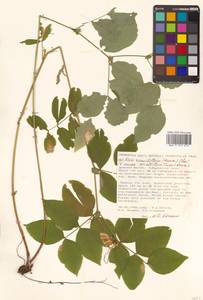 Горошек разветвленный (Maxim.) Ohwi, Сибирь, Дальний Восток (S6) (Россия)