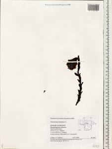 Подъельник обыкновенный Crantz, Восточная Европа, Центральный район (E4) (Россия)