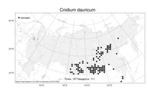 Cnidium dauricum (Jacq.) Turcz. ex Fisch. & C. A. Mey., Атлас флоры России (FLORUS) (Россия)