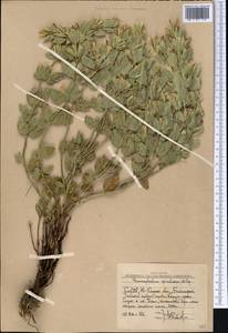 Змееголовник колючий Popov, Средняя Азия и Казахстан, Западный Тянь-Шань и Каратау (M3) (Узбекистан)