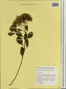 Pluchea indica (L.) Less., Зарубежная Азия (ASIA) (Таиланд)