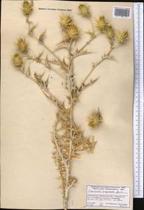 Cousinia angrenii Juz., Средняя Азия и Казахстан, Западный Тянь-Шань и Каратау (M3) (Казахстан)