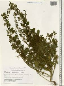 Lipandra polysperma (L.) S. Fuentes, Uotila & Borsch, Восточная Европа, Центральный лесной район (E5) (Россия)