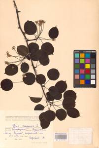 Груша обыкновенная, Груша садовая L., Восточная Европа, Центральный лесостепной район (E6) (Россия)