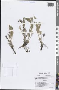 Полынь шелковистая (Besser) Weber ex Stechm., Восточная Европа, Восточный район (E10) (Россия)