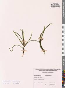 Рдест сплюснутый L., Сибирь, Чукотка и Камчатка (S7) (Россия)