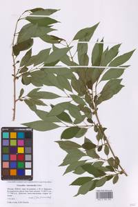 Forsythia × intermedia Zabel, Восточная Европа, Московская область и Москва (E4a) (Россия)