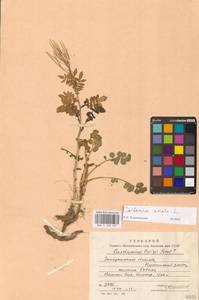 Сердечник горький L., Восточная Европа, Западно-Украинский район (E13) (Украина)