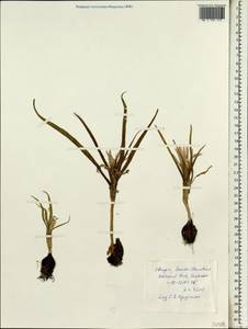 Iridaceae, Африка (AFR) (Эфиопия)