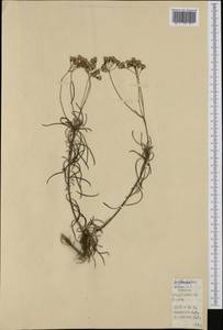 Крестовник, Западная Европа (EUR) (Испания)