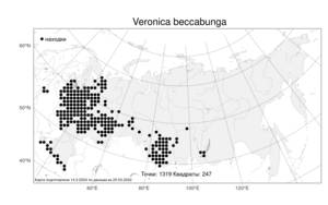 Veronica beccabunga, Вероника поточная L., Атлас флоры России (FLORUS) (Россия)