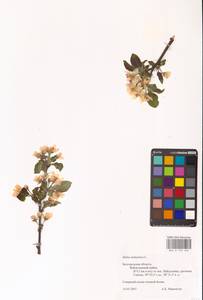 Яблоня домашняя (Suckow) Borkh., Восточная Европа, Центральный лесостепной район (E6) (Россия)