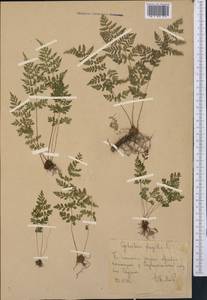 Пузырник ломкий (L.) Bernh., Средняя Азия и Казахстан, Западный Тянь-Шань и Каратау (M3) (Узбекистан)