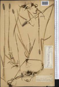 Тимофеевка альпийская L., Средняя Азия и Казахстан, Джунгарский Алатау и Тарбагатай (M5) (Казахстан)