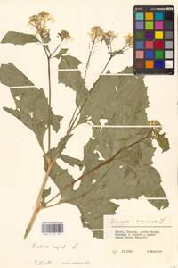 Брюква, Рапс L., Восточная Европа, Литва (E2a) (Литва)