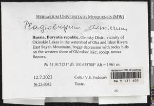 Plagiobryum demissum (Hook.) Lindb., Гербарий мохообразных, Мхи - Прибайкалье и Забайкалье (B18) (Россия)