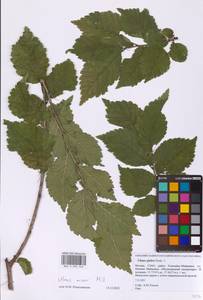 Вяз малый Mill., Восточная Европа, Московская область и Москва (E4a) (Россия)