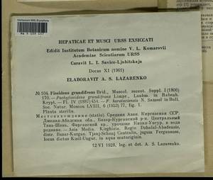 Fissidens grandifrons Brid., Гербарий мохообразных, Мхи - Средняя Азия и Казахстан (B16) (Киргизия)