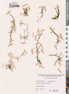Рдест Берхтольда Fieber, Сибирь, Чукотка и Камчатка (S7) (Россия)