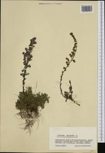 Полынь каменная L., Западная Европа (EUR) (Финляндия)