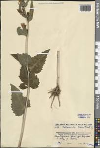 Колокольчик крапиволистный L., Восточная Европа, Северо-Украинский район (E11) (Украина)