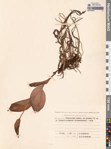 Венерин башмачок настоящий L., Сибирь, Якутия (S5) (Россия)