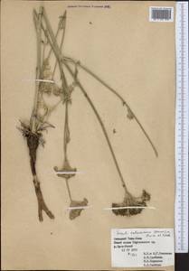 Порезник туркестанский M. Hiroe, Средняя Азия и Казахстан, Западный Тянь-Шань и Каратау (M3) (Киргизия)