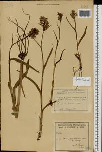 Dactylorhiza majalis subsp. lapponica (Laest. ex Hartm.) H.Sund., Восточная Европа, Центральный лесной район (E5) (Россия)